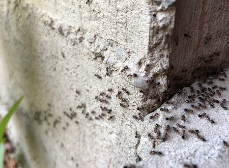 Mieren in de tuin Afbeelding